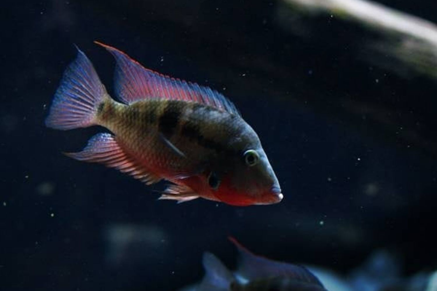 Firemouth Cichlid Water Temperature