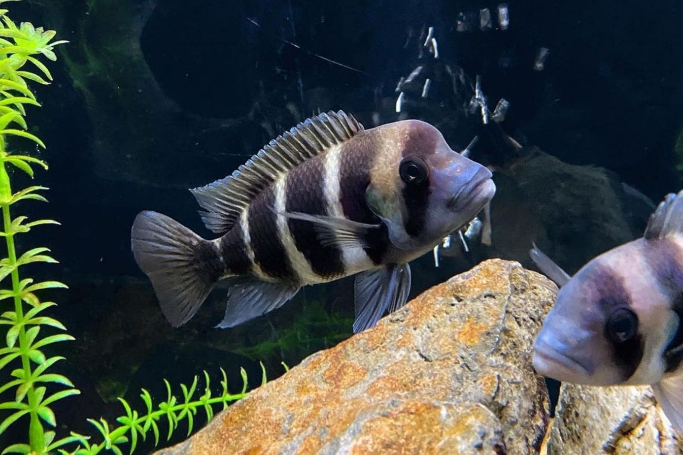 Frontosa Cichlid Freshwater Aquarium