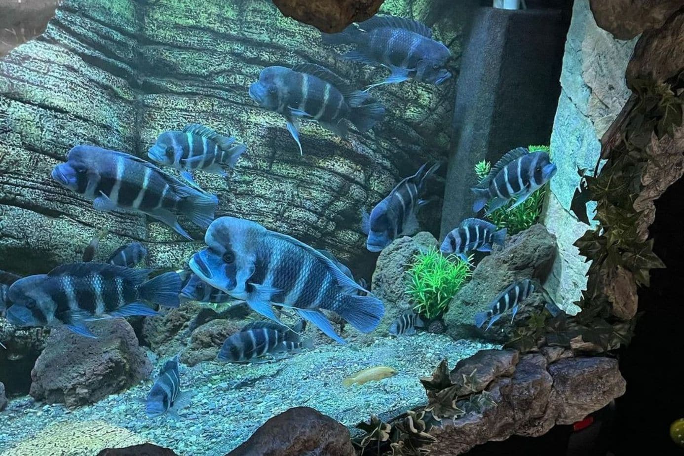 Frontosa Cichlid Tank Setup