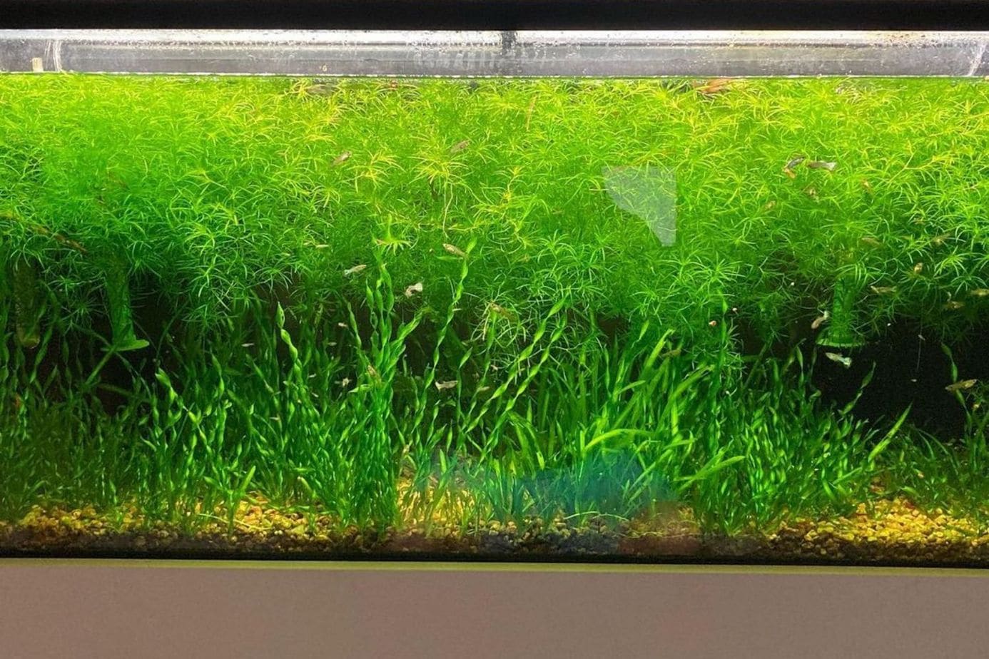 Guppy Grass Aquarium Plant