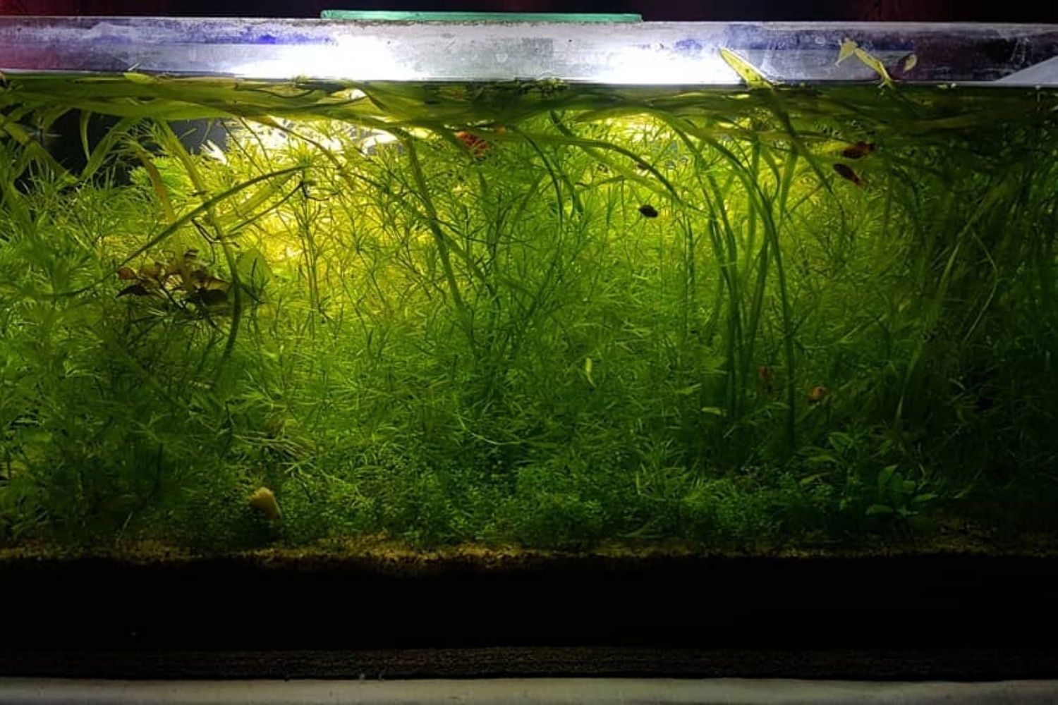 Guppy Grass Forest Aquarium