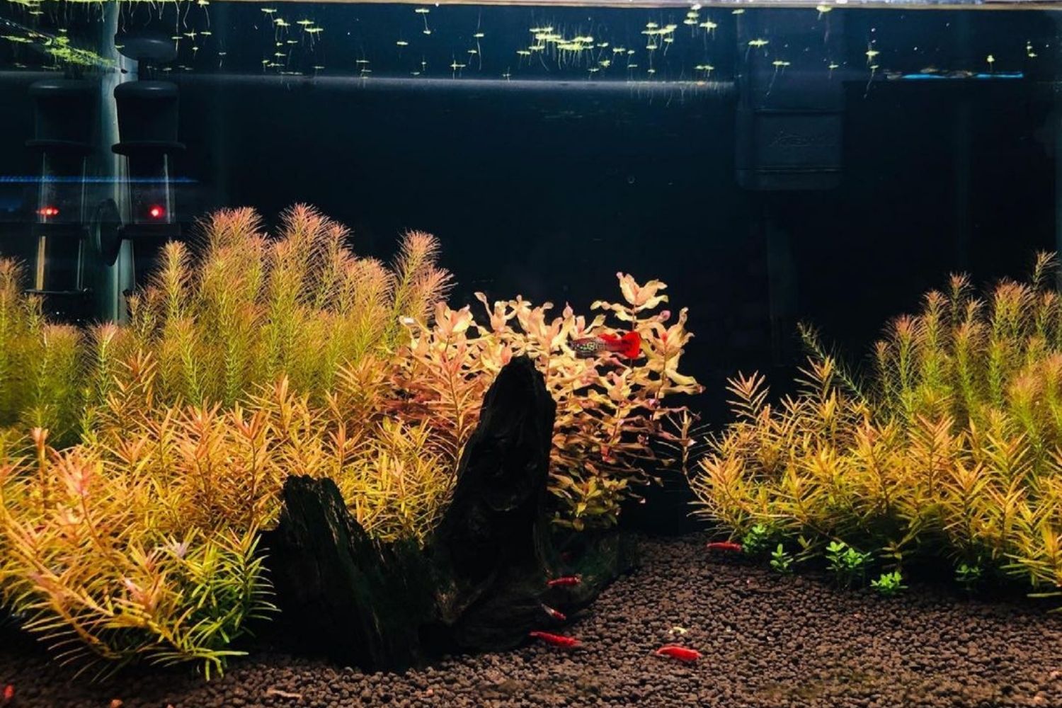 Rotala Indica Planting Aquarium Grown