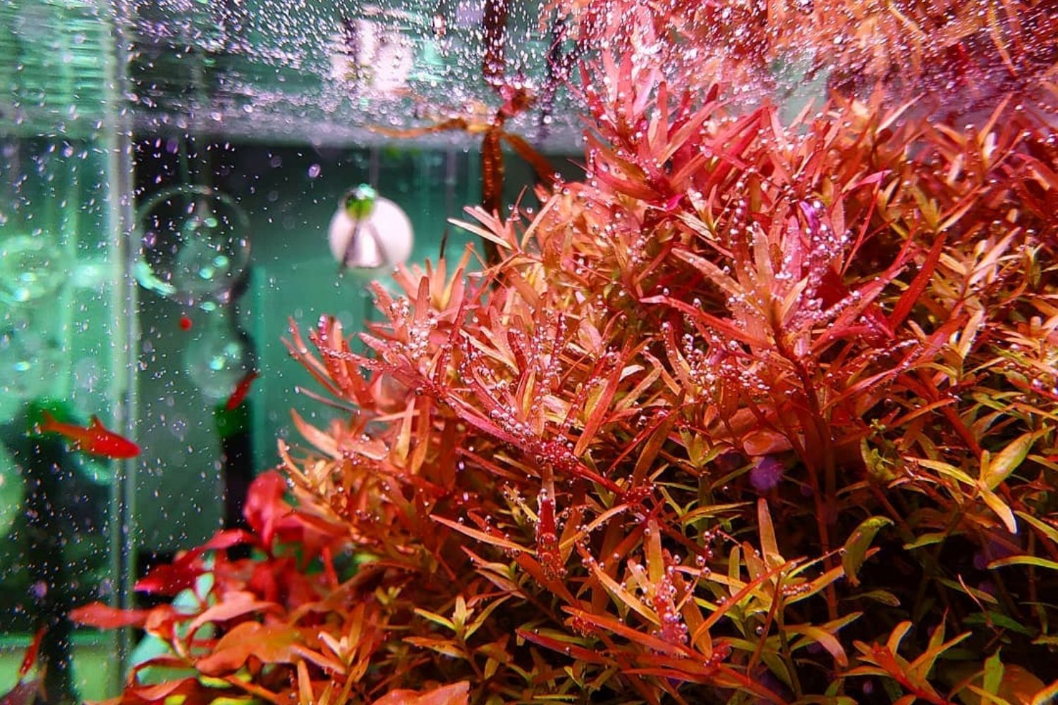 Rotala Indica Red