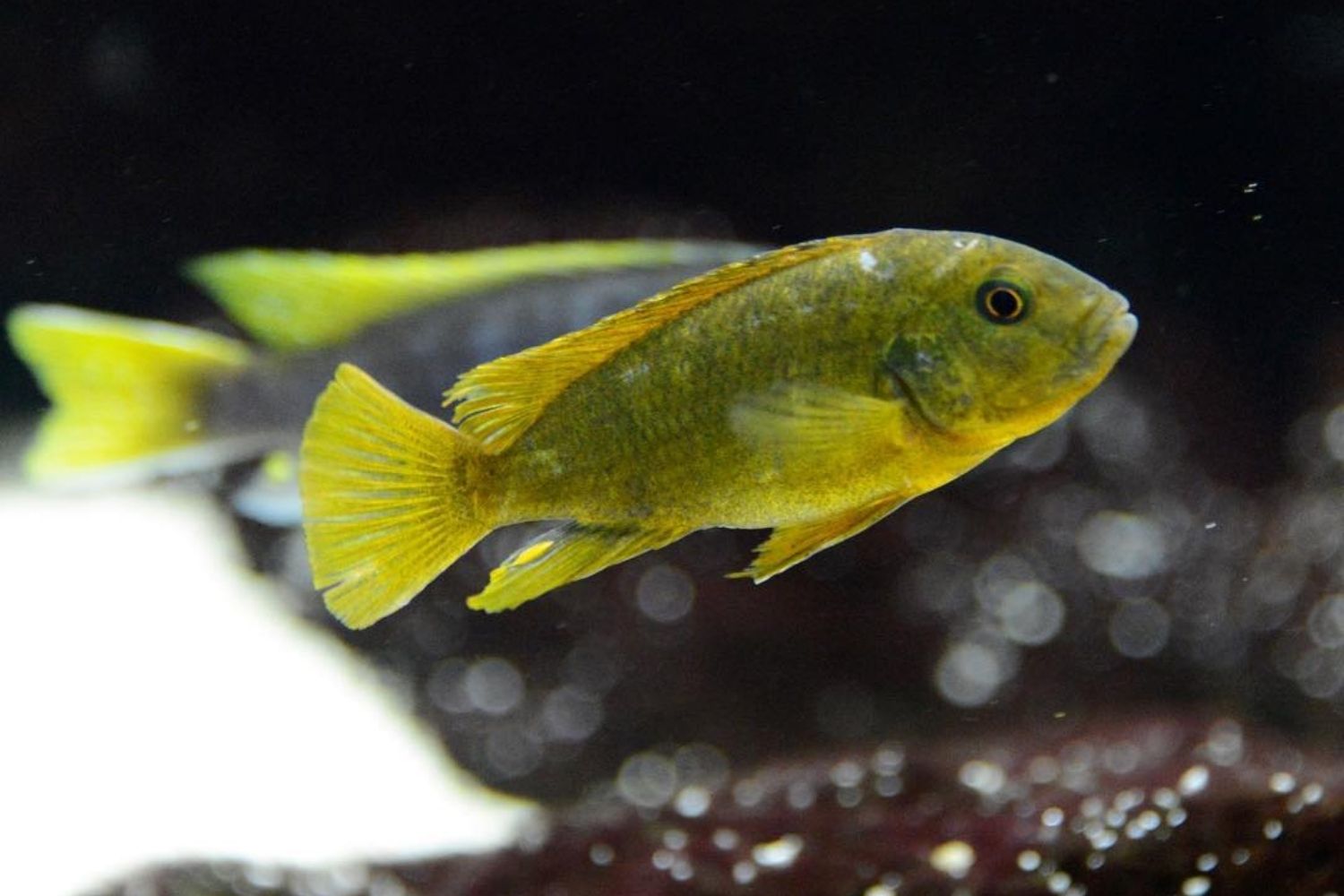 Rusty Cichlid Fish Yellow