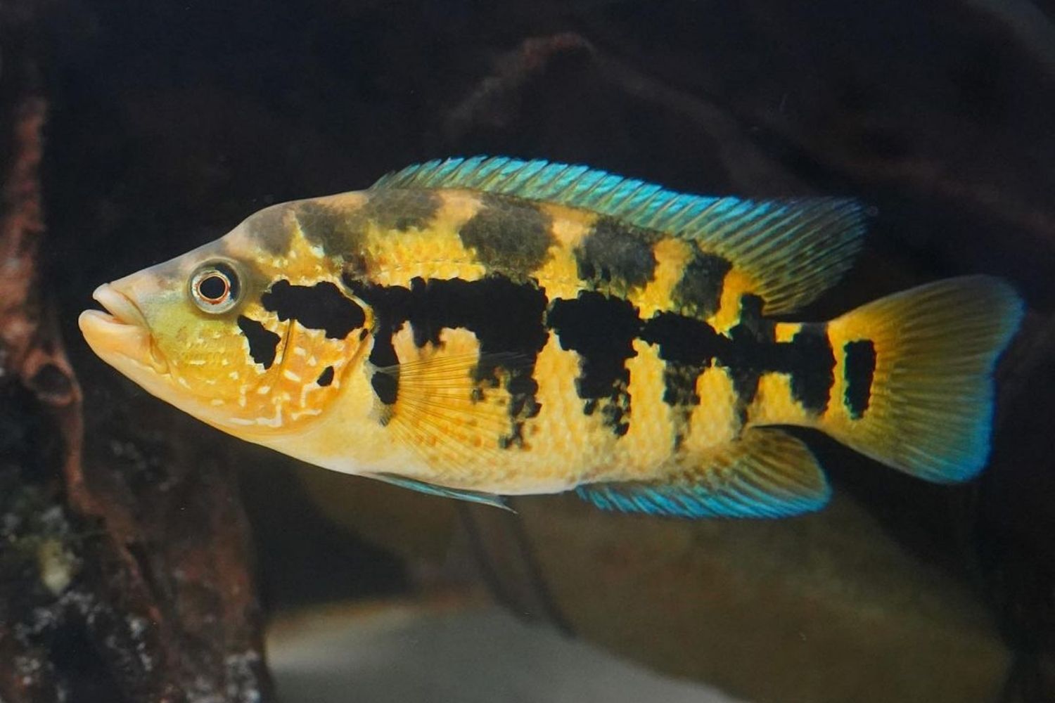 Wolf Cichli Female Fish