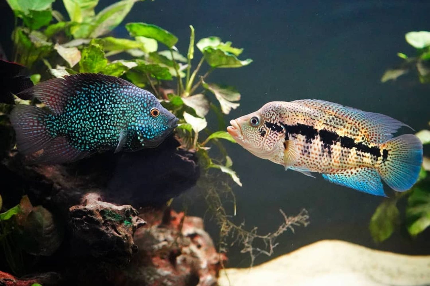 Wolf Cichlid (dovii cichlid): Care, Size, Tank Mates…