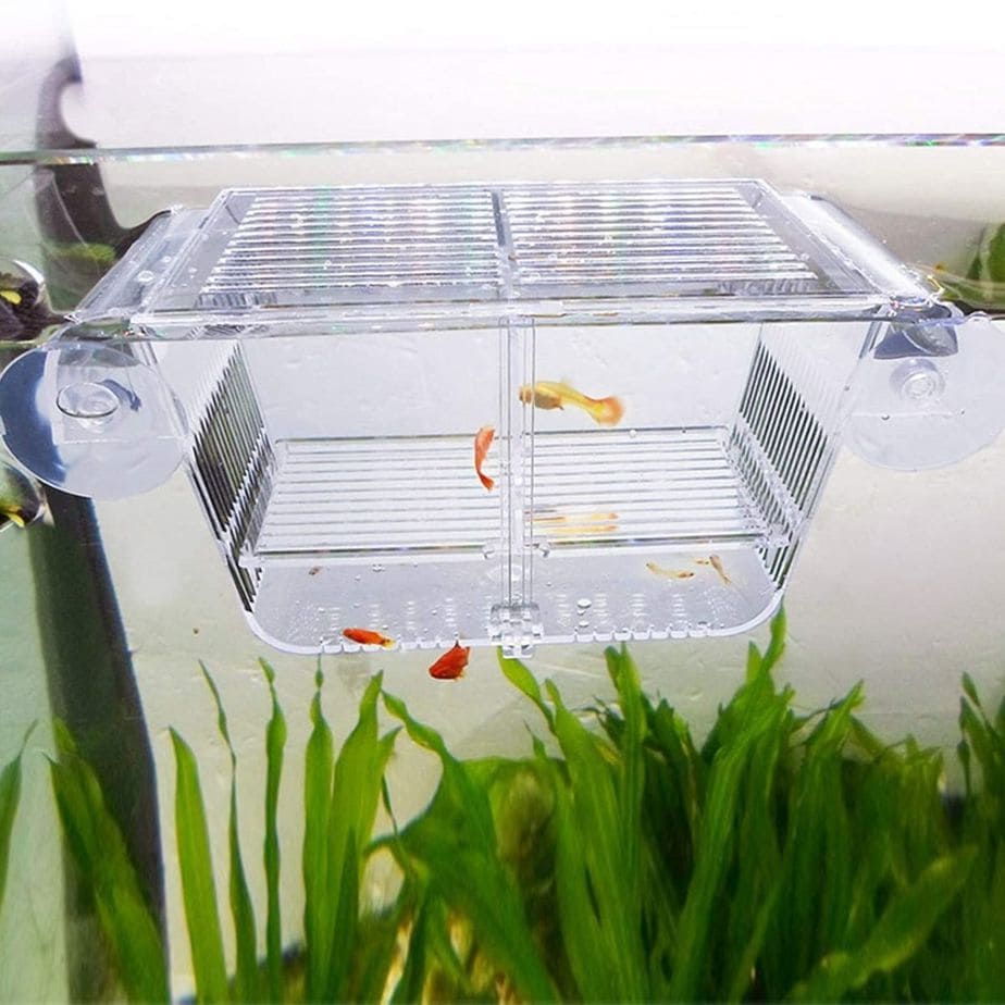 Capetsma Fish Breeding Box