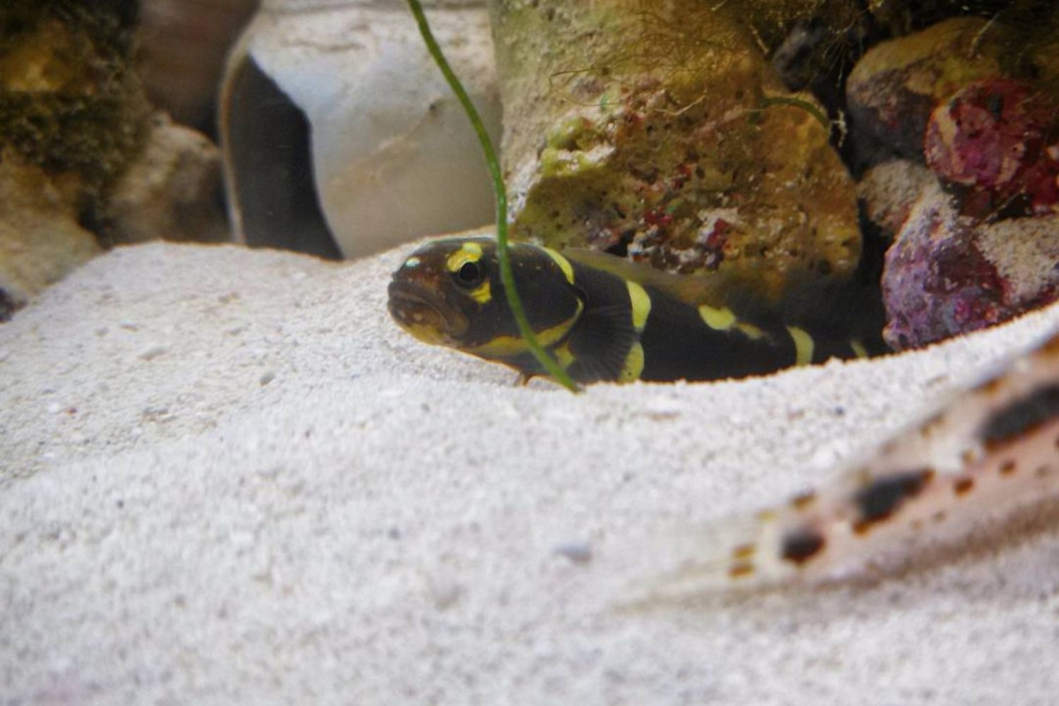 Engineer Goby Building Tunnel
