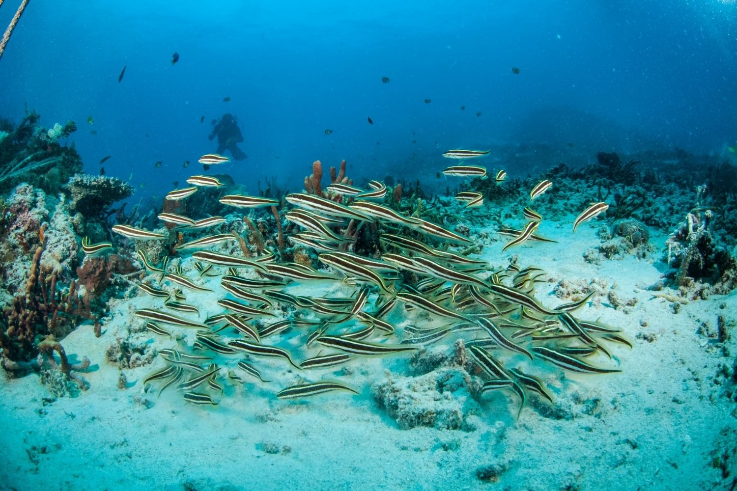 Engineer Goby Juvenile Native Habitat Ocean