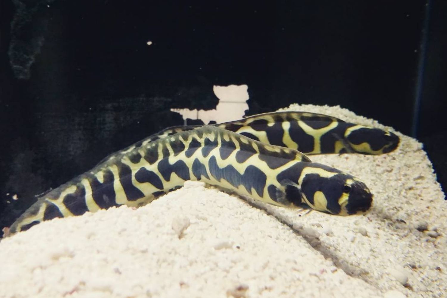 Engineer Goby Care Guide: A Tunnel Builder – Epic Aquarium