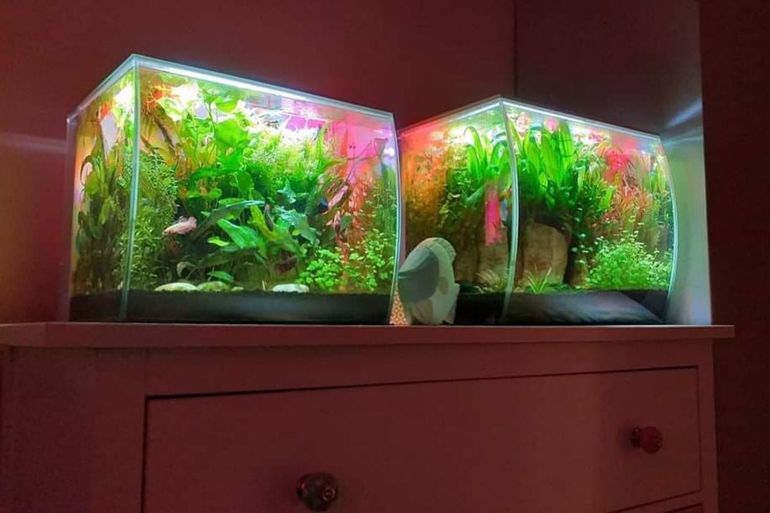 Fluval Flex Review Fish Tank 15 and 9 Gallons