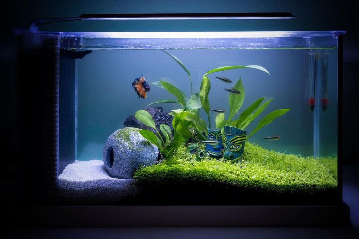 Fluval Spec V Review 5 Gallon Fish Tank with Fish inside