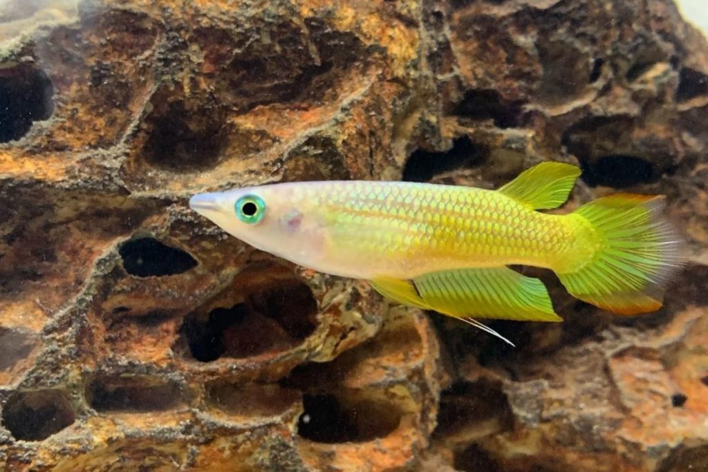 Golden Wonder Killifish: Care, Diet, Breeding & more