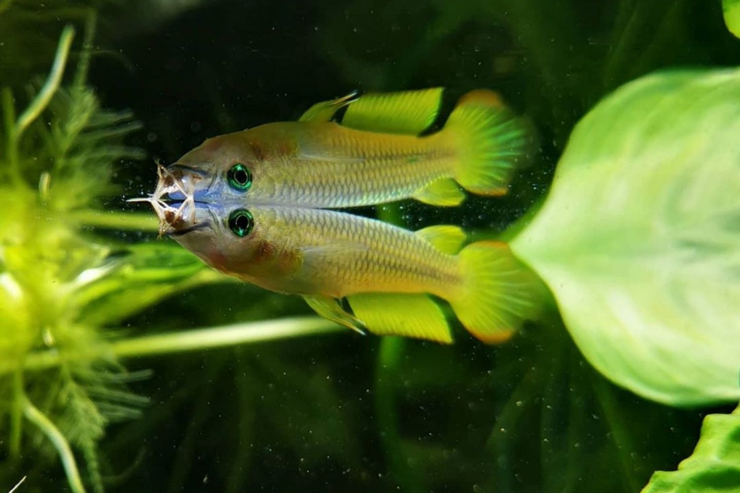 Golden Wonder Killifish Eating a Small Fish