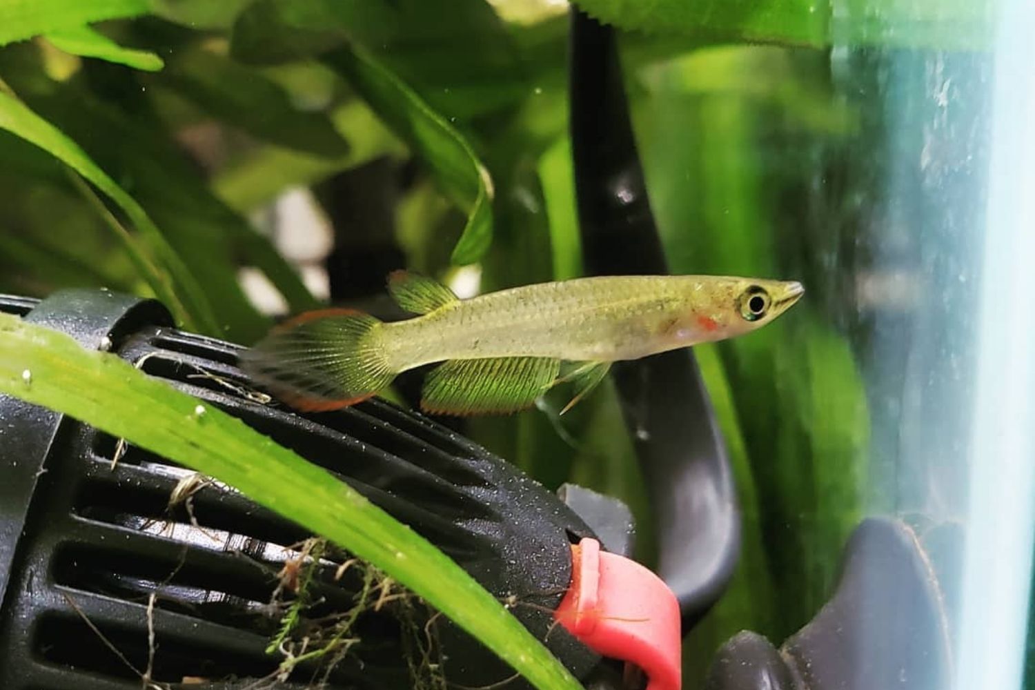 Golden Wonder Killifish Freshwater Aquarium