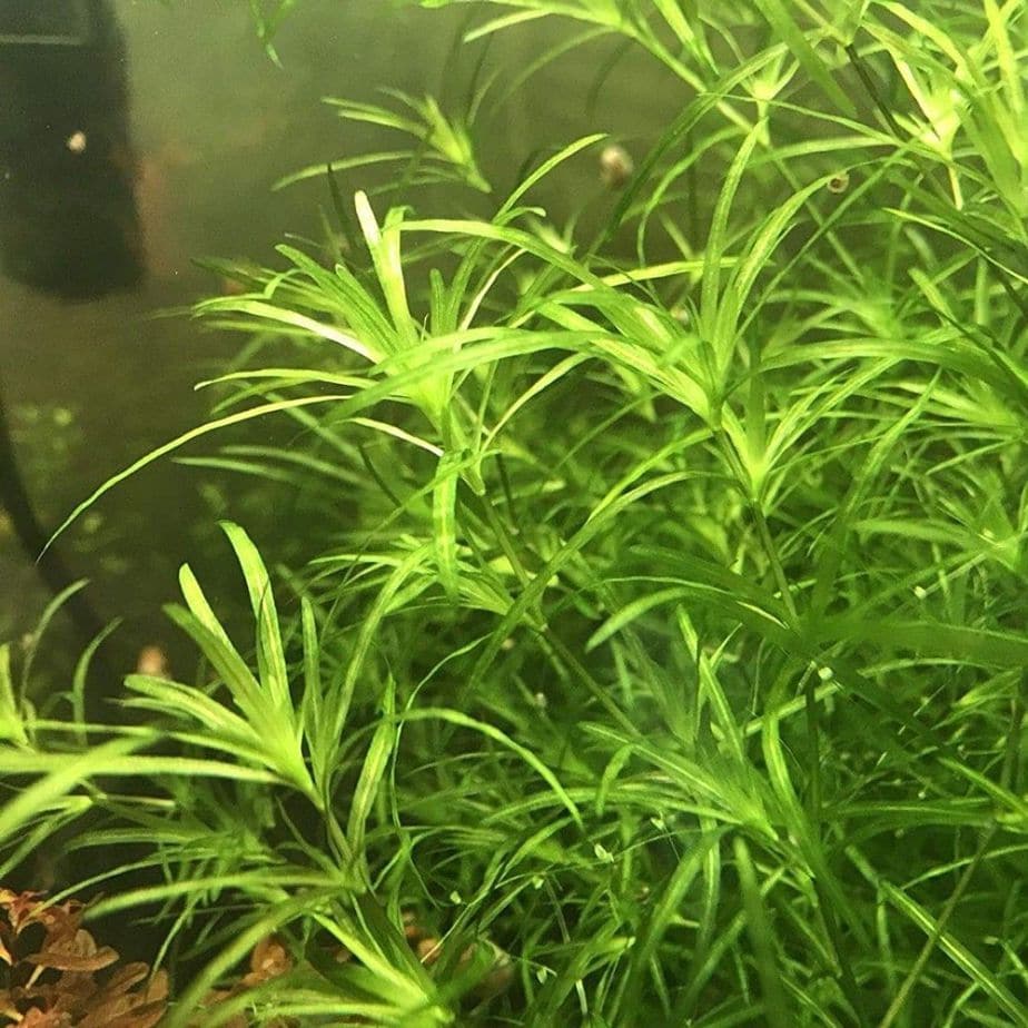 Guppy grass Aquatic Plant
