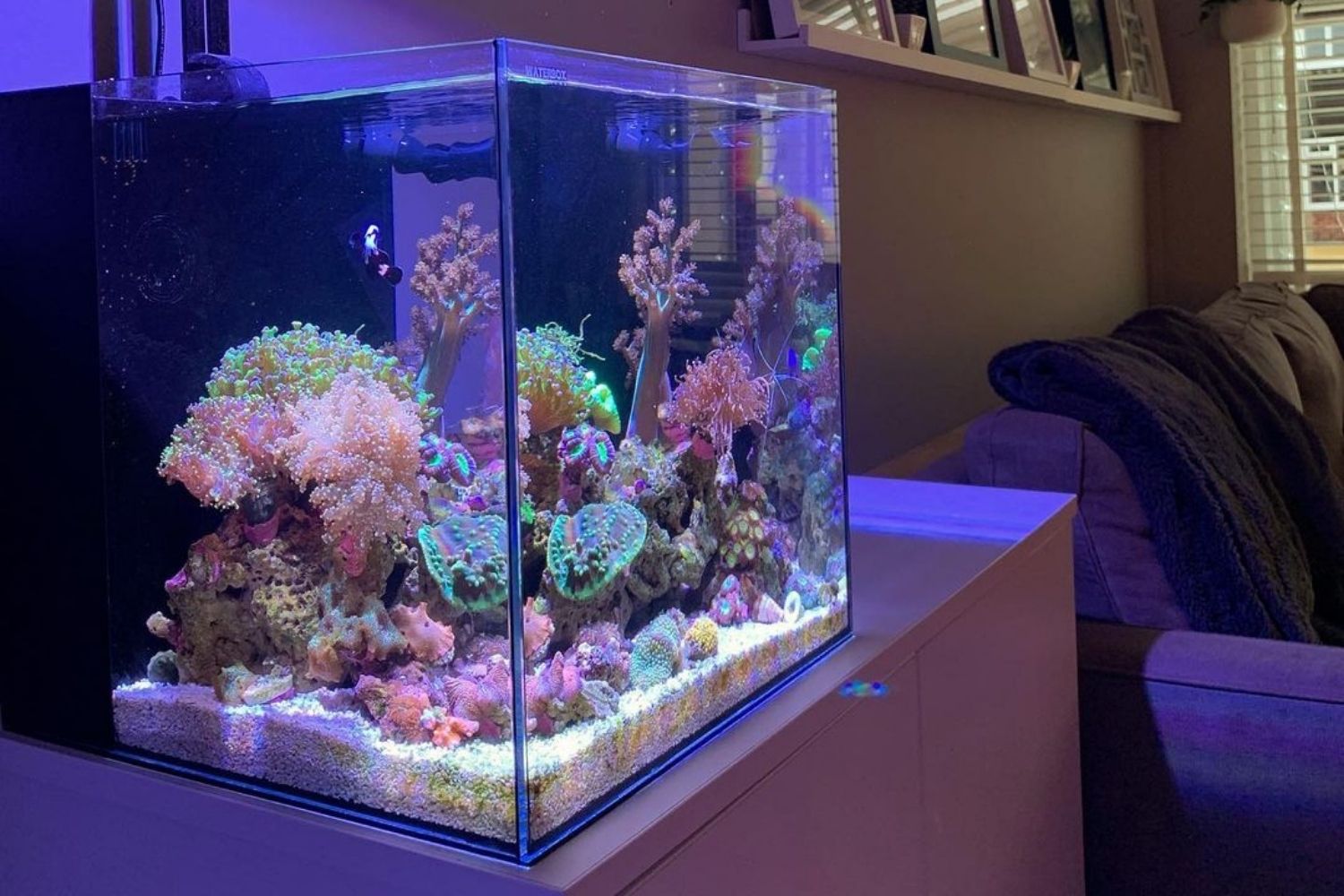 Saltwater Aquarium Reef Tank at Night