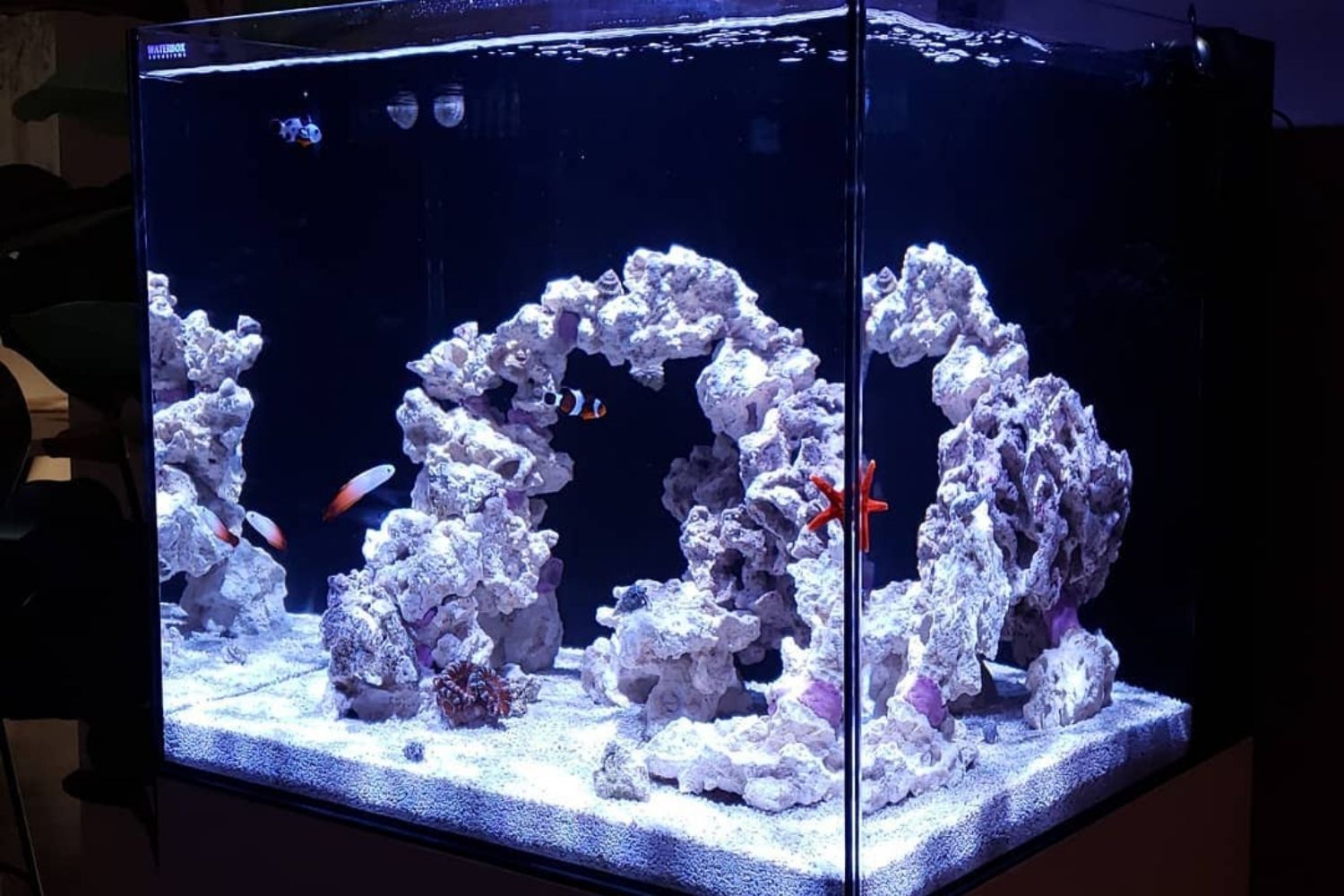 Setting up a Saltwater Aquarium Fish Only with Live Rock Tank
