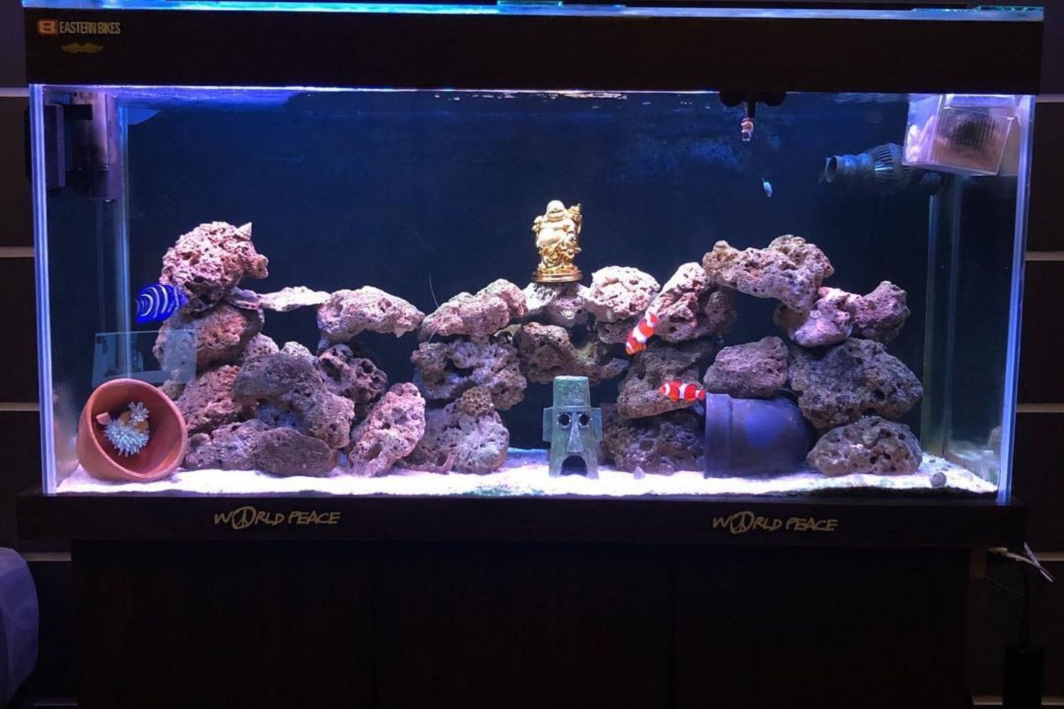 Setting up a Saltwater Aquarium Fish Only with Live Rock