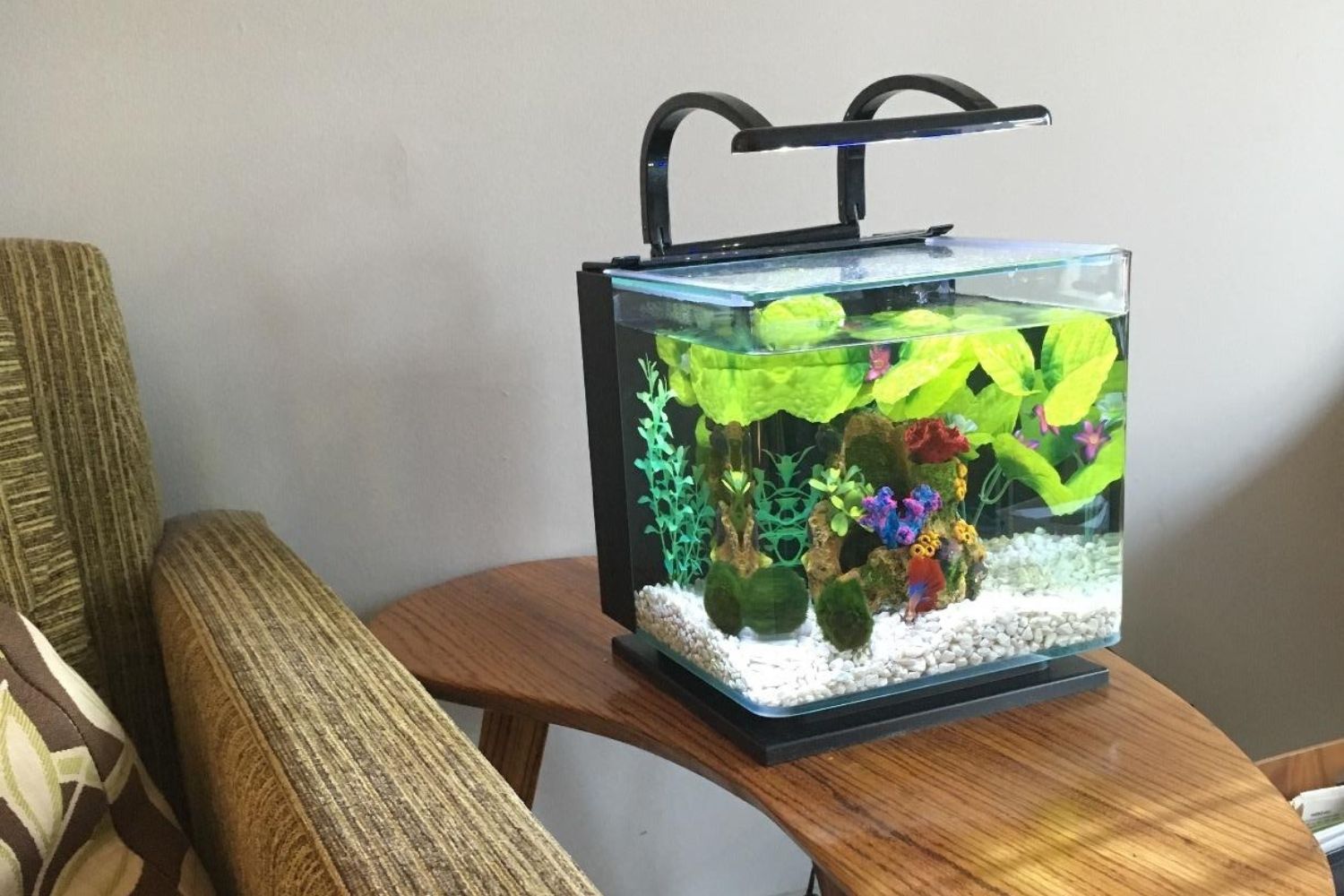 Marineland Contour Fish Tank Review Set up