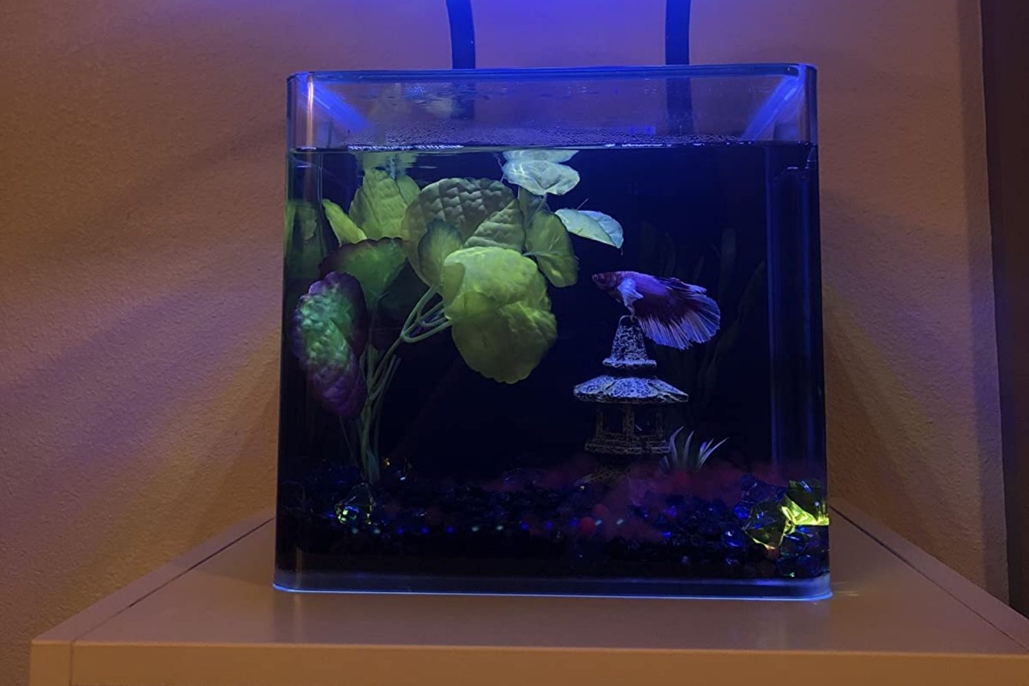 Marineland Contour Fish Tank Review with Plants