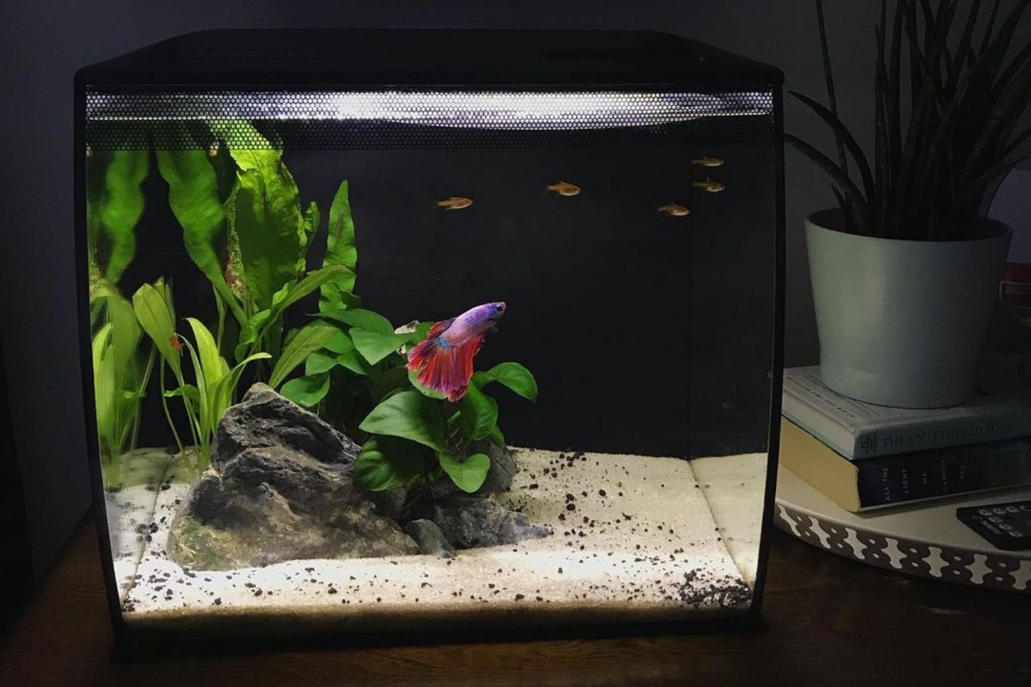 Best 10 Gallon Fish Tank for Bettas