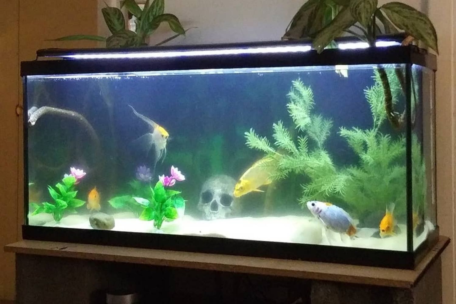 best 30 gallon fish tank