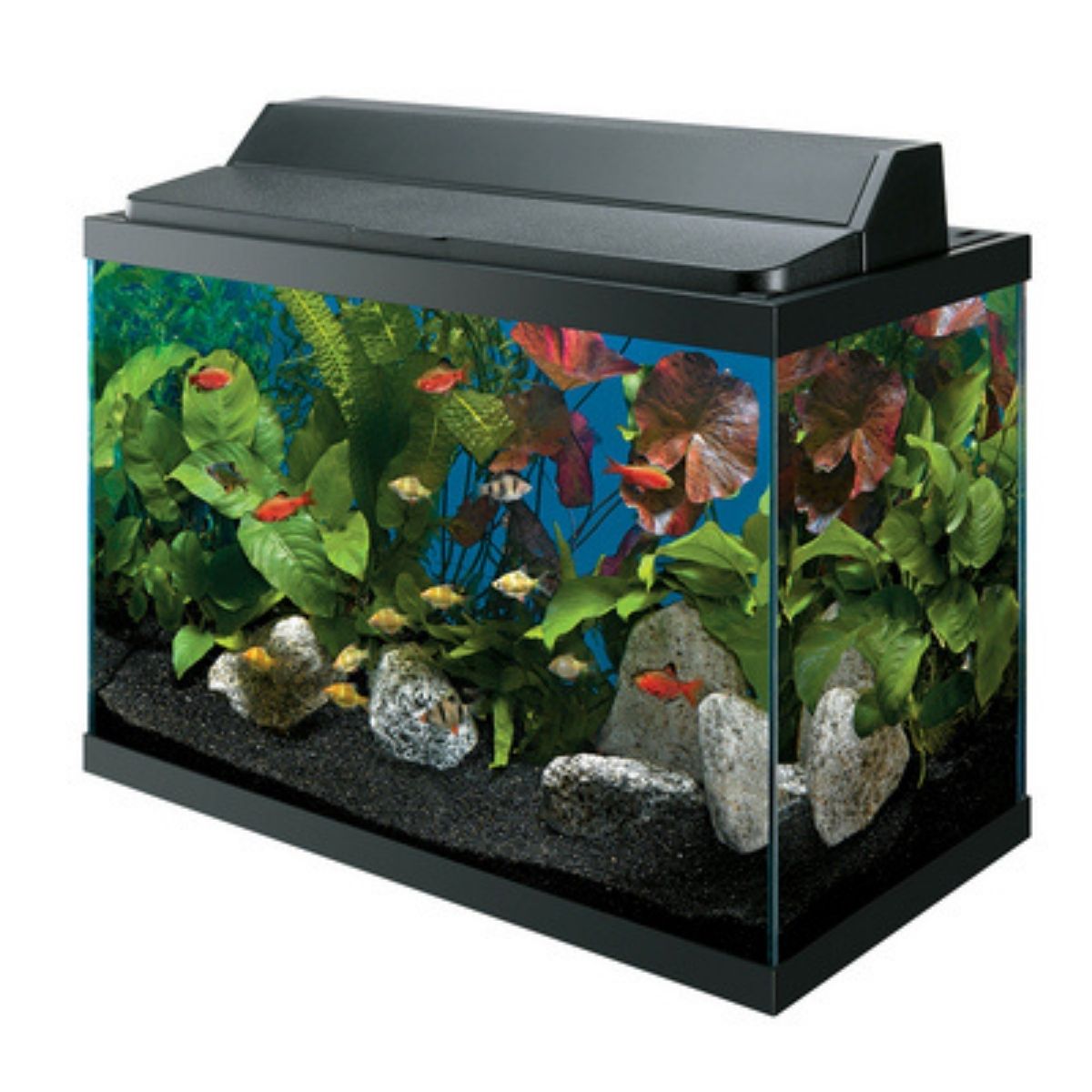 Best 30 Gallon Fish Tank Aqueon Deluxe Led 29 Gallon Aquarium Kit