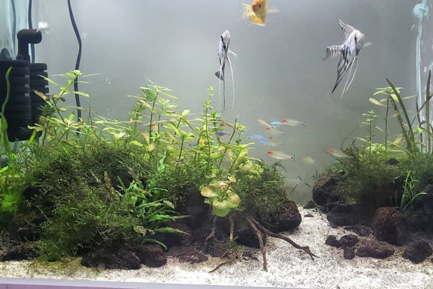 Best 30 Gallon Fish Tank from inside