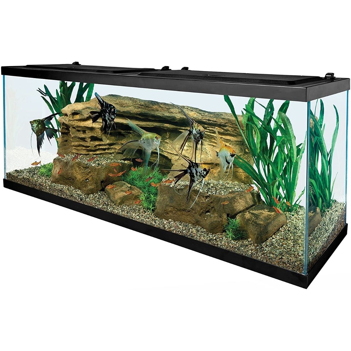 Best 50 Gallon Fish Tank Tetra Aquarium Kit