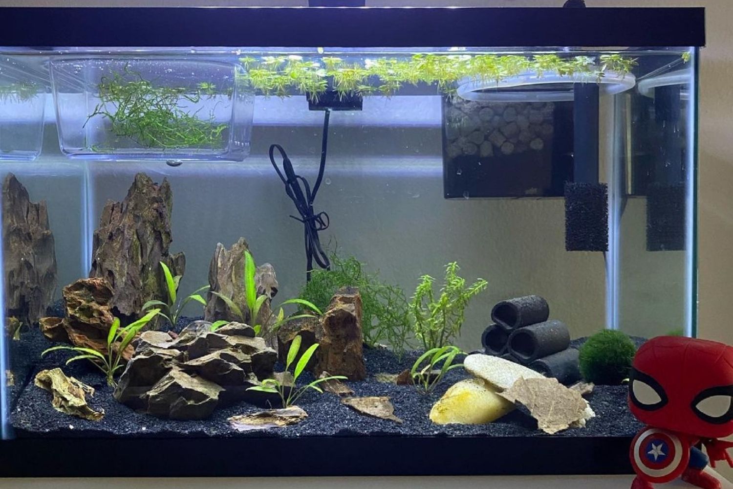The Best Filters for 5 Gallon Tank Options