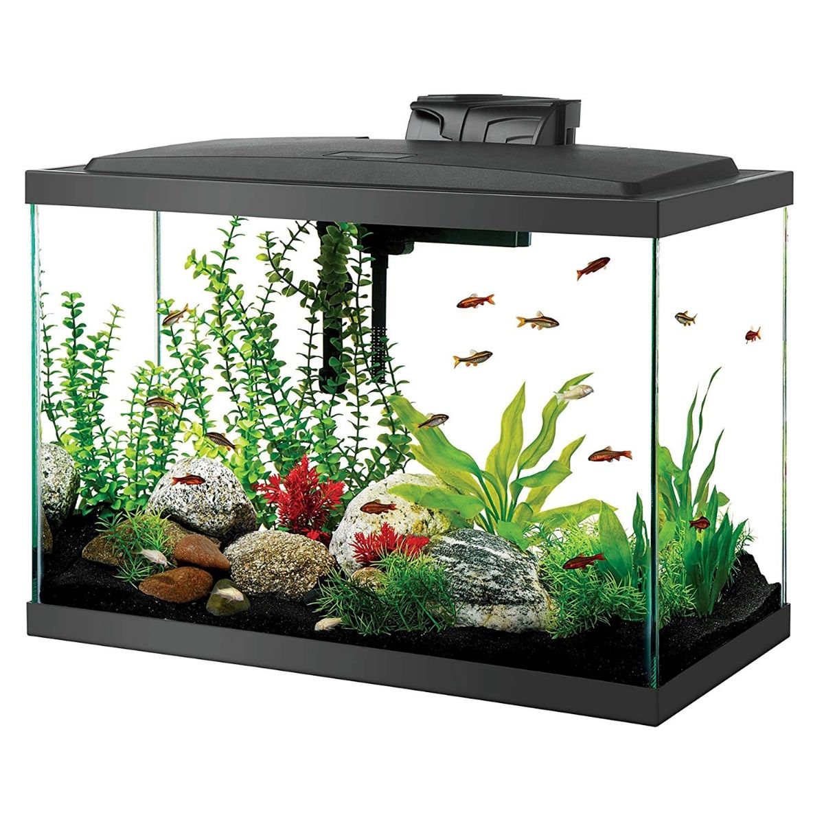 The Best Betta Fish Tanks Options: Aqueon Aquarium Starter Kit 