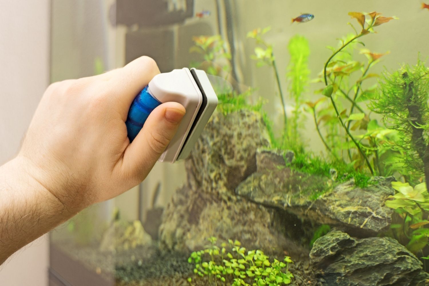 The Best Aquarium Magnet Cleaner Option