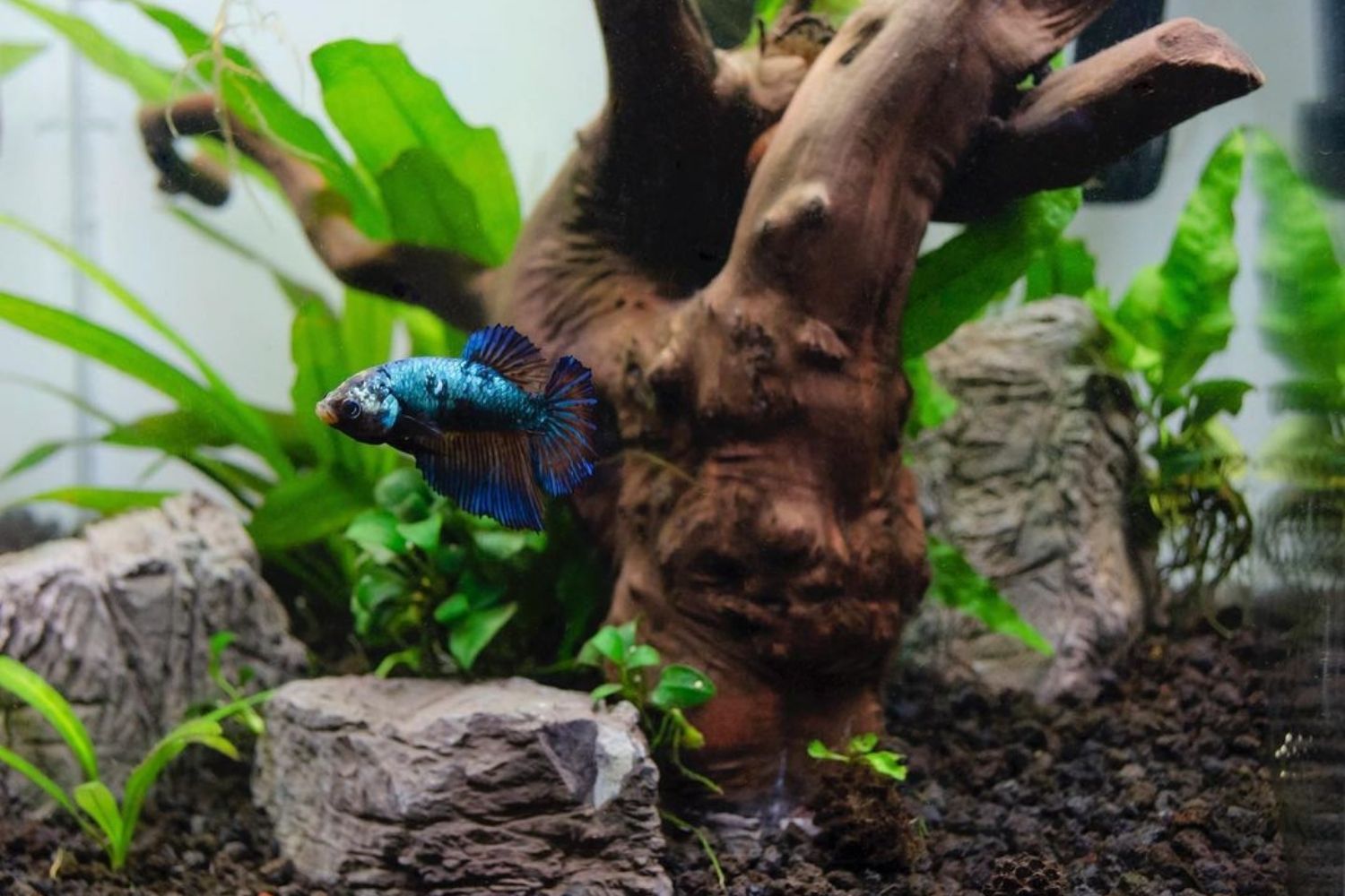 best cube aquarium with blue betta