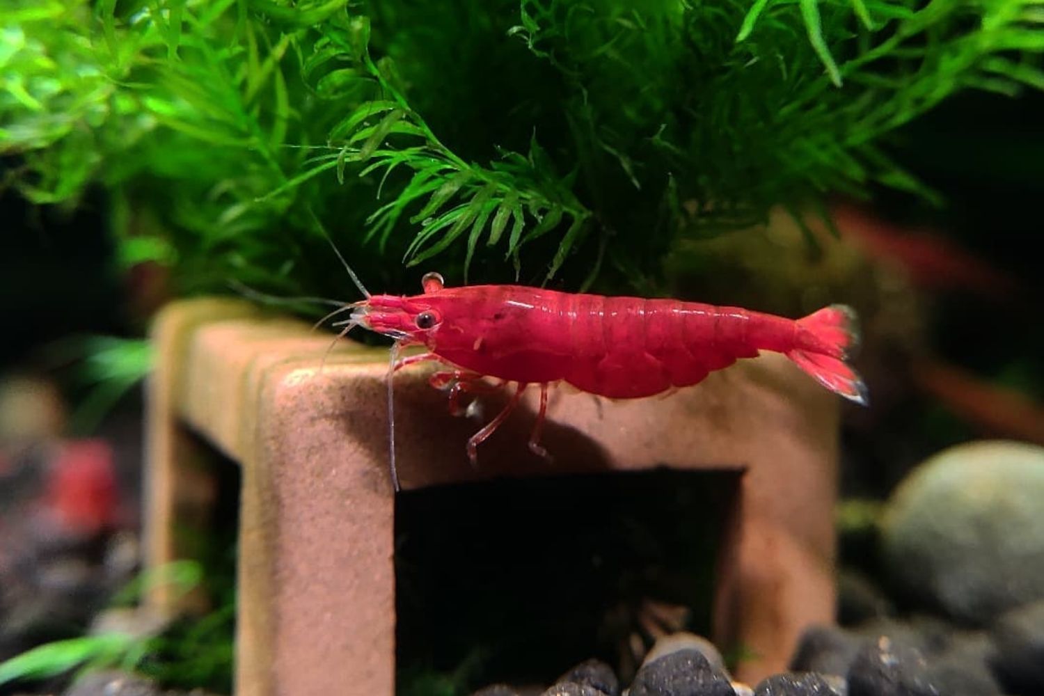 best freshwtaer shrimp tank