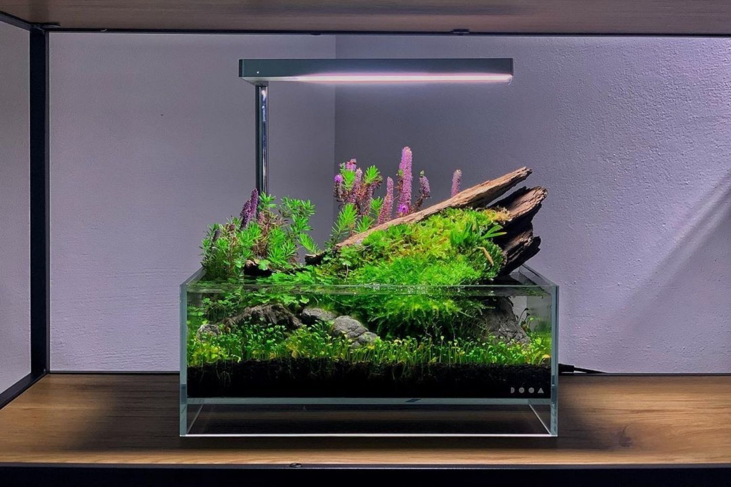 best nano aquairum aquascaping