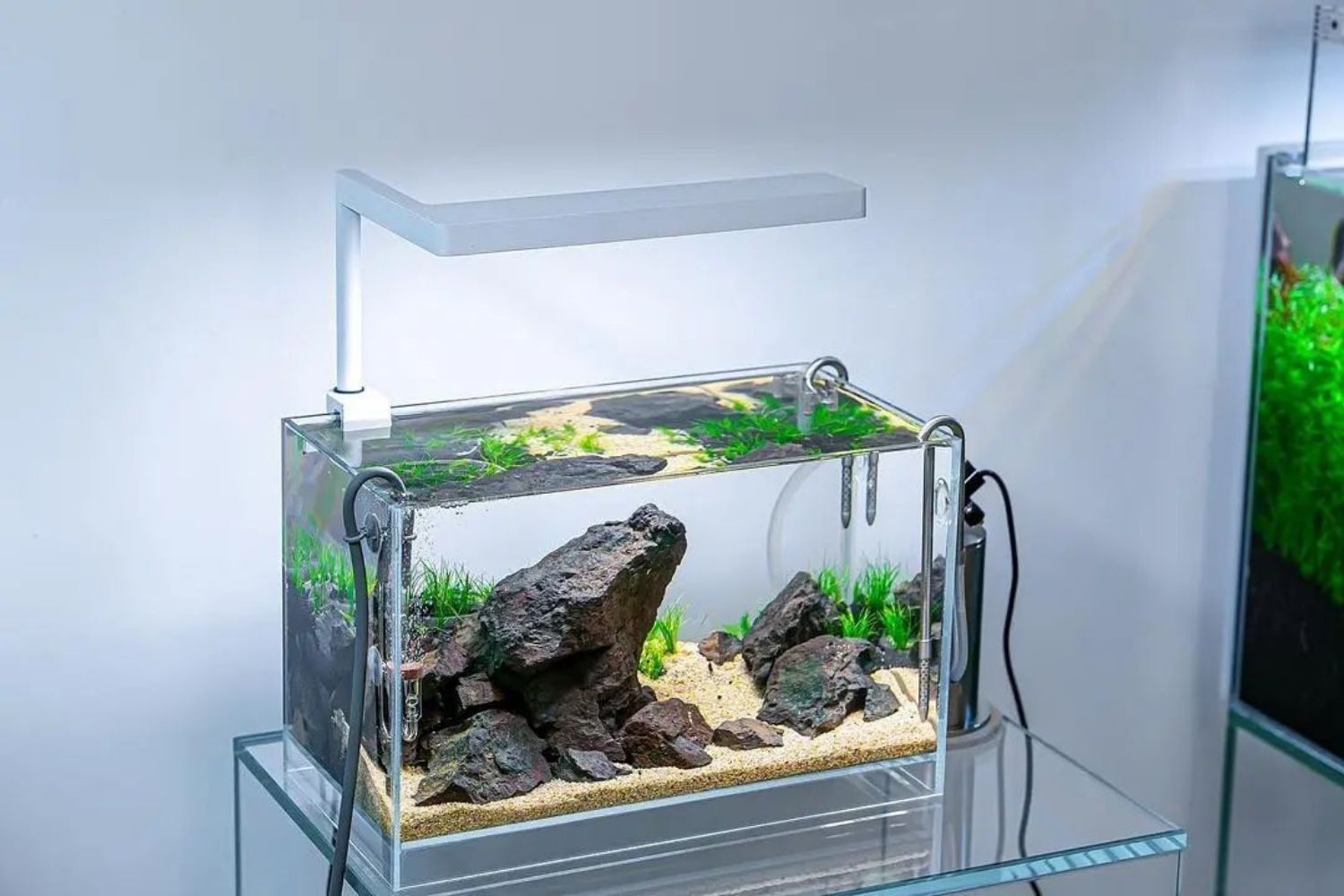 best nano aquairum aquascaping with fish