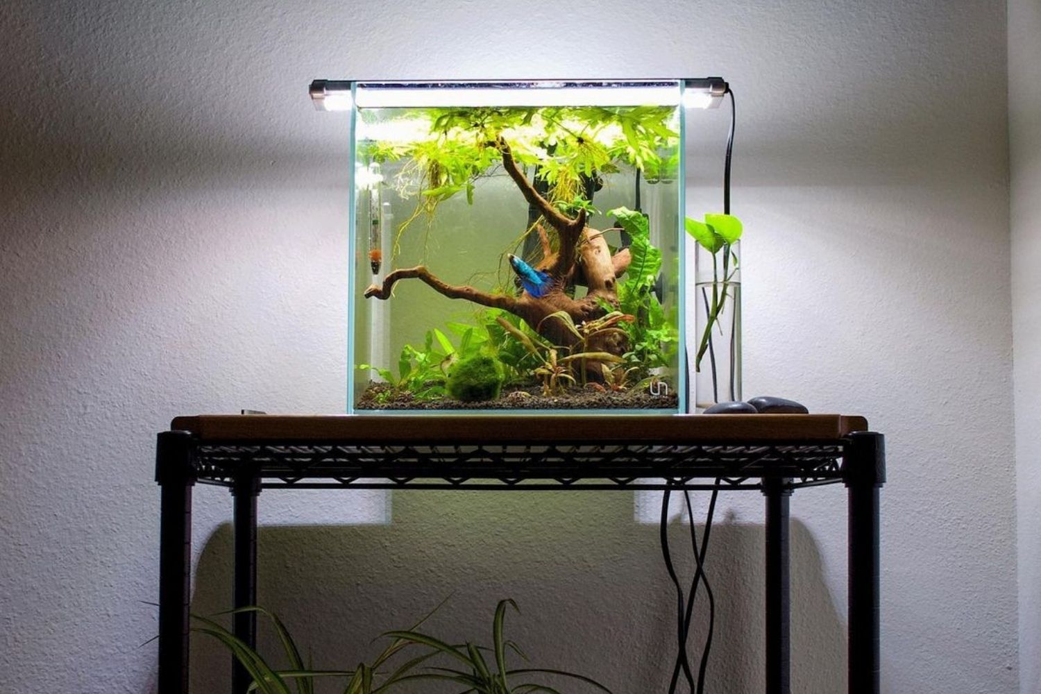 best nano cube aquarium