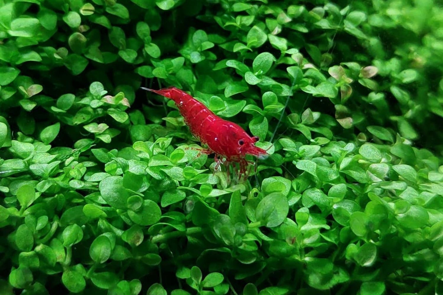 Best planted shrimp tank