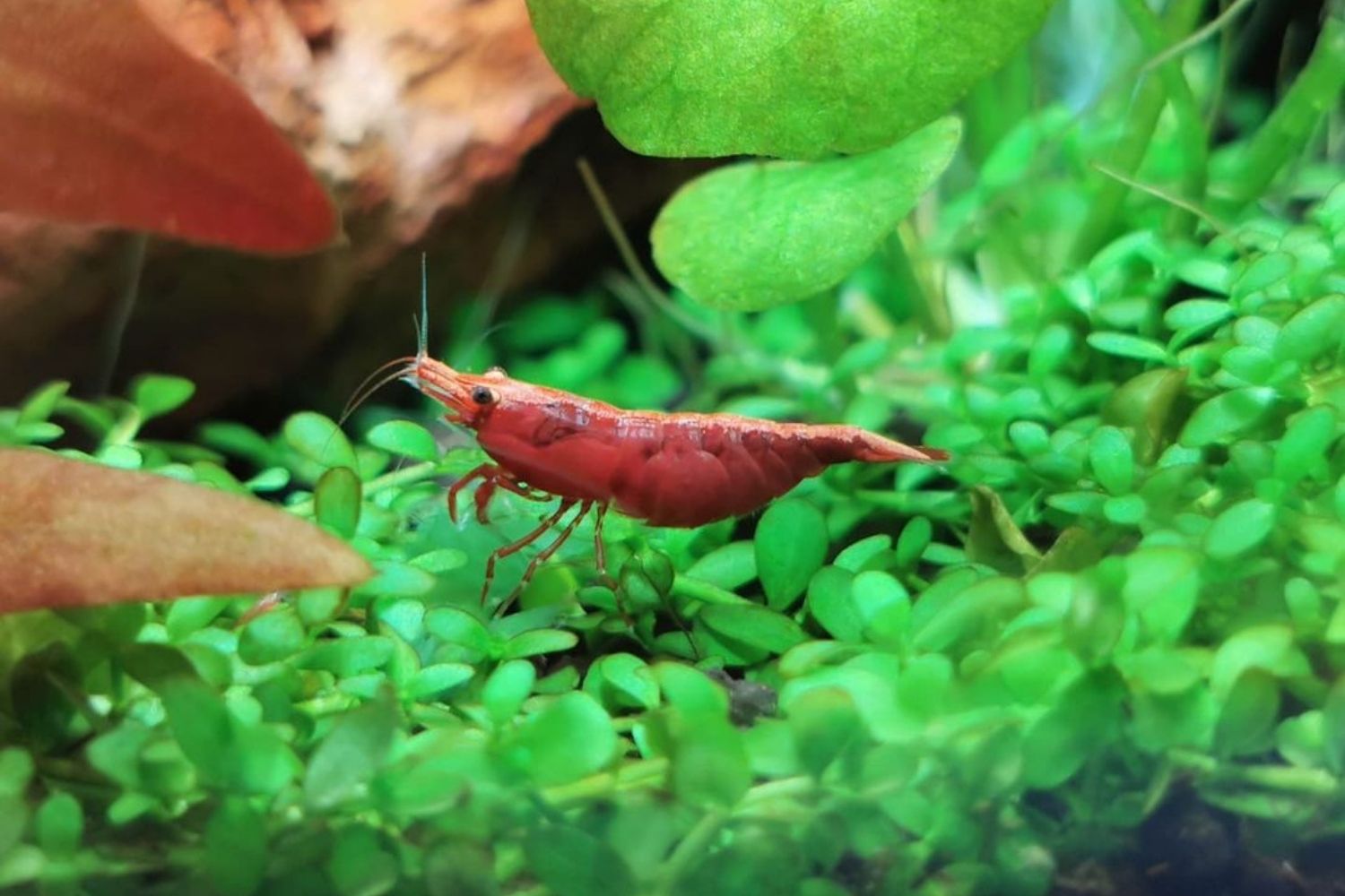 best shrimp for 3 gallon tank Cherry Shrimp