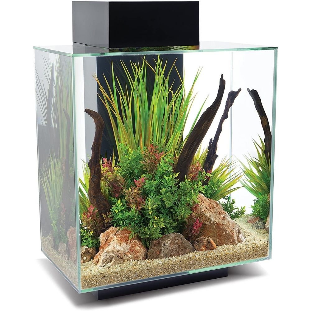 The Best Betta Fish Tanks Options: Fluval Edge 12 Gallon