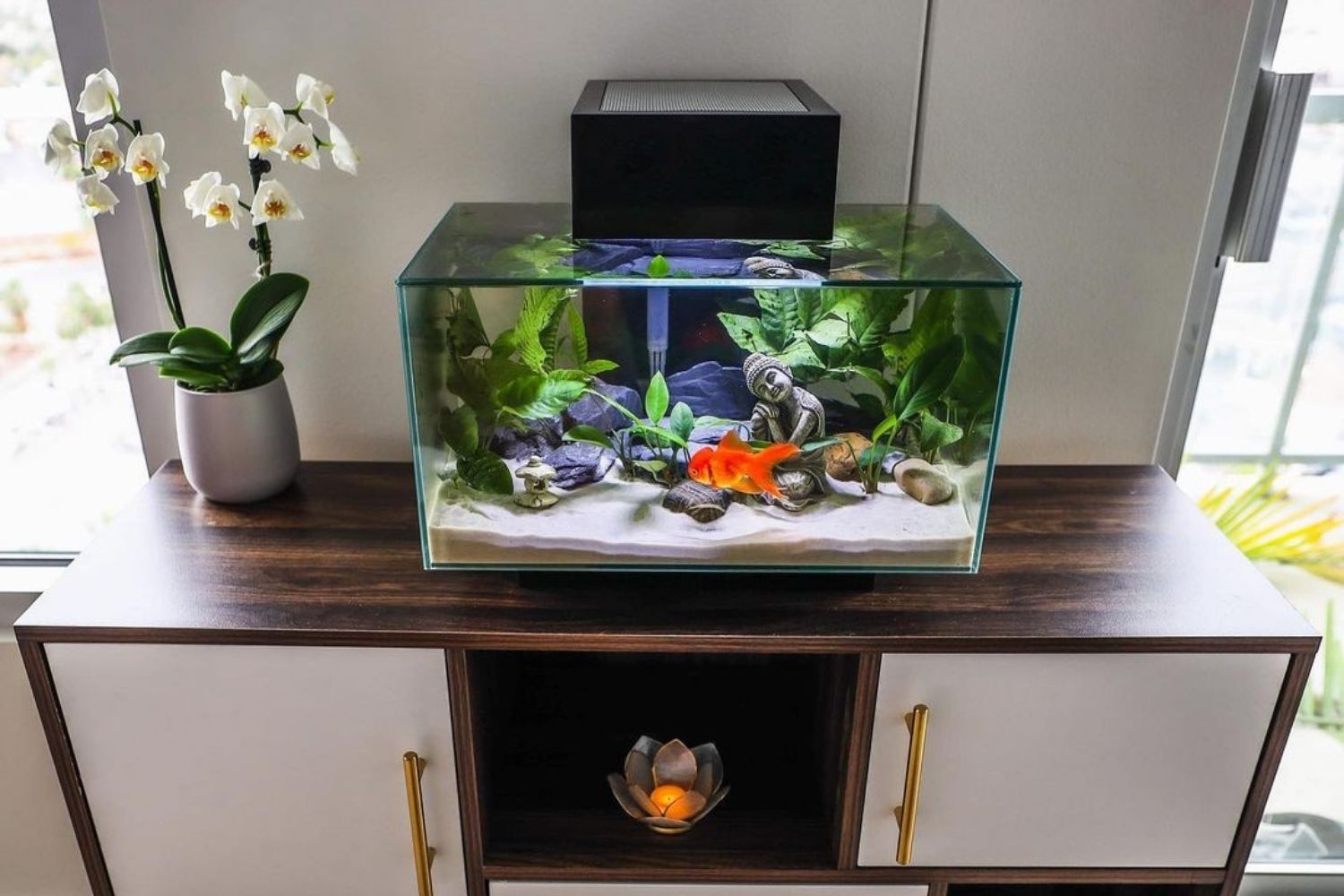 Fluval Edge Reviewv 6 Gallon Fish Tank With Goldfish Inside