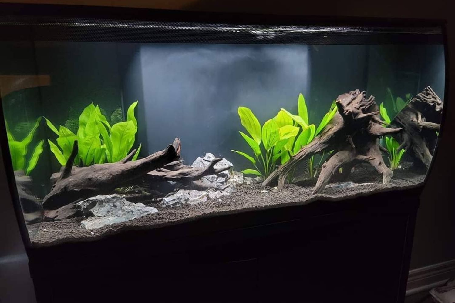 Fluval Flex 32.5 Aquairum Review Filter