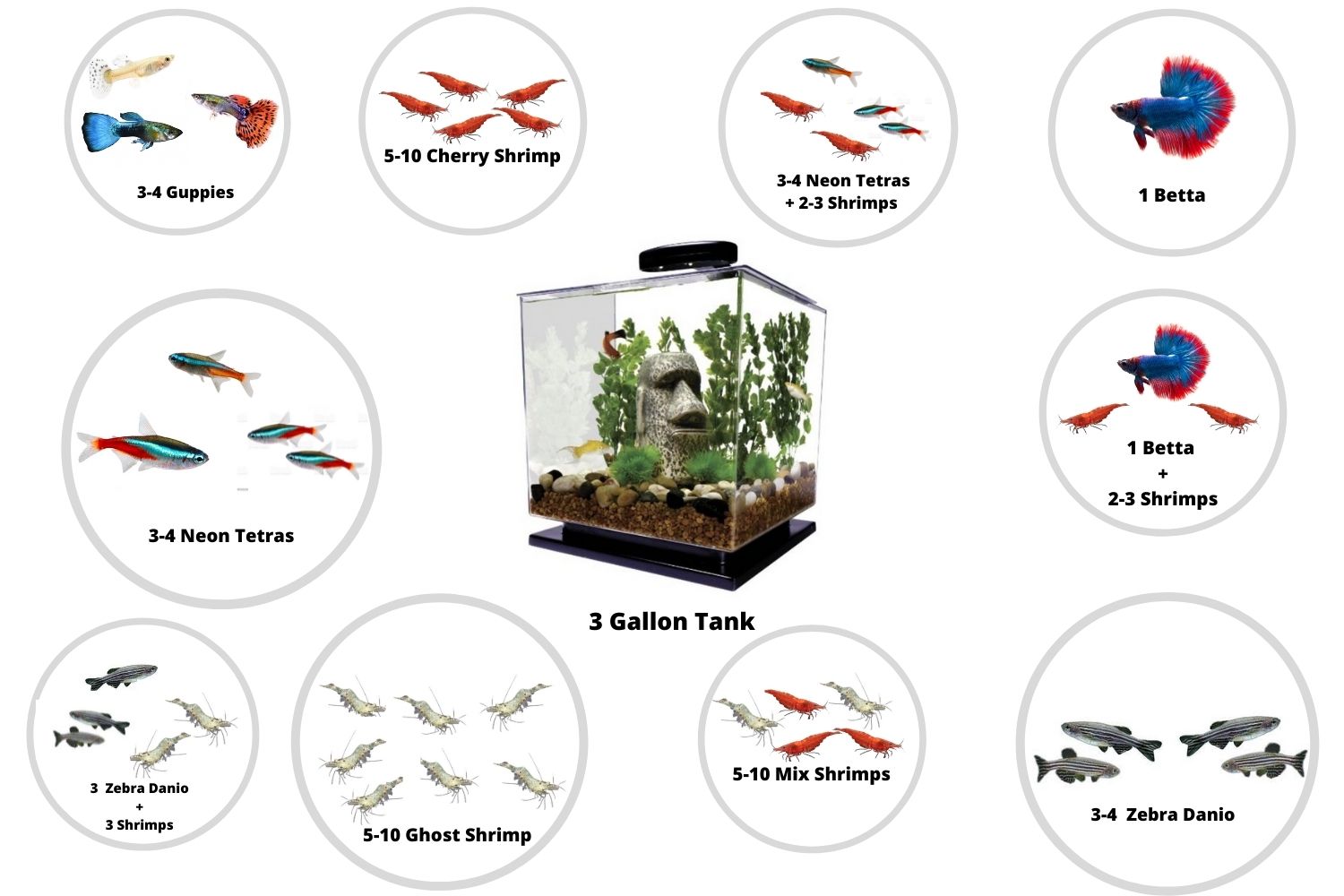 Fish for 3 Gallon Tanks stocking ideas