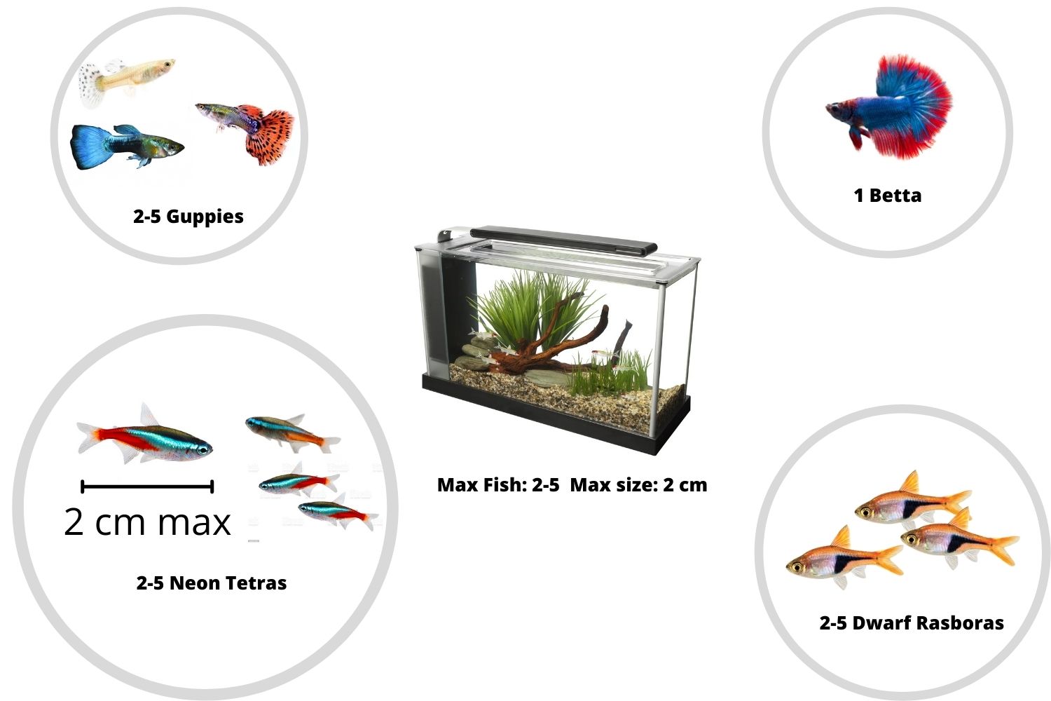 Fish for 5 Gallon Tanks stocking ideas