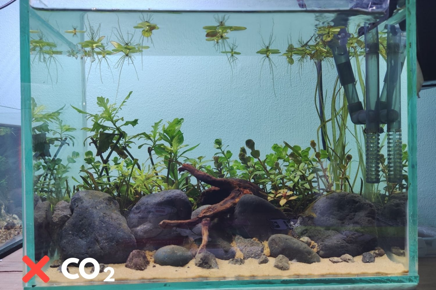 a planted tank with no co2 system