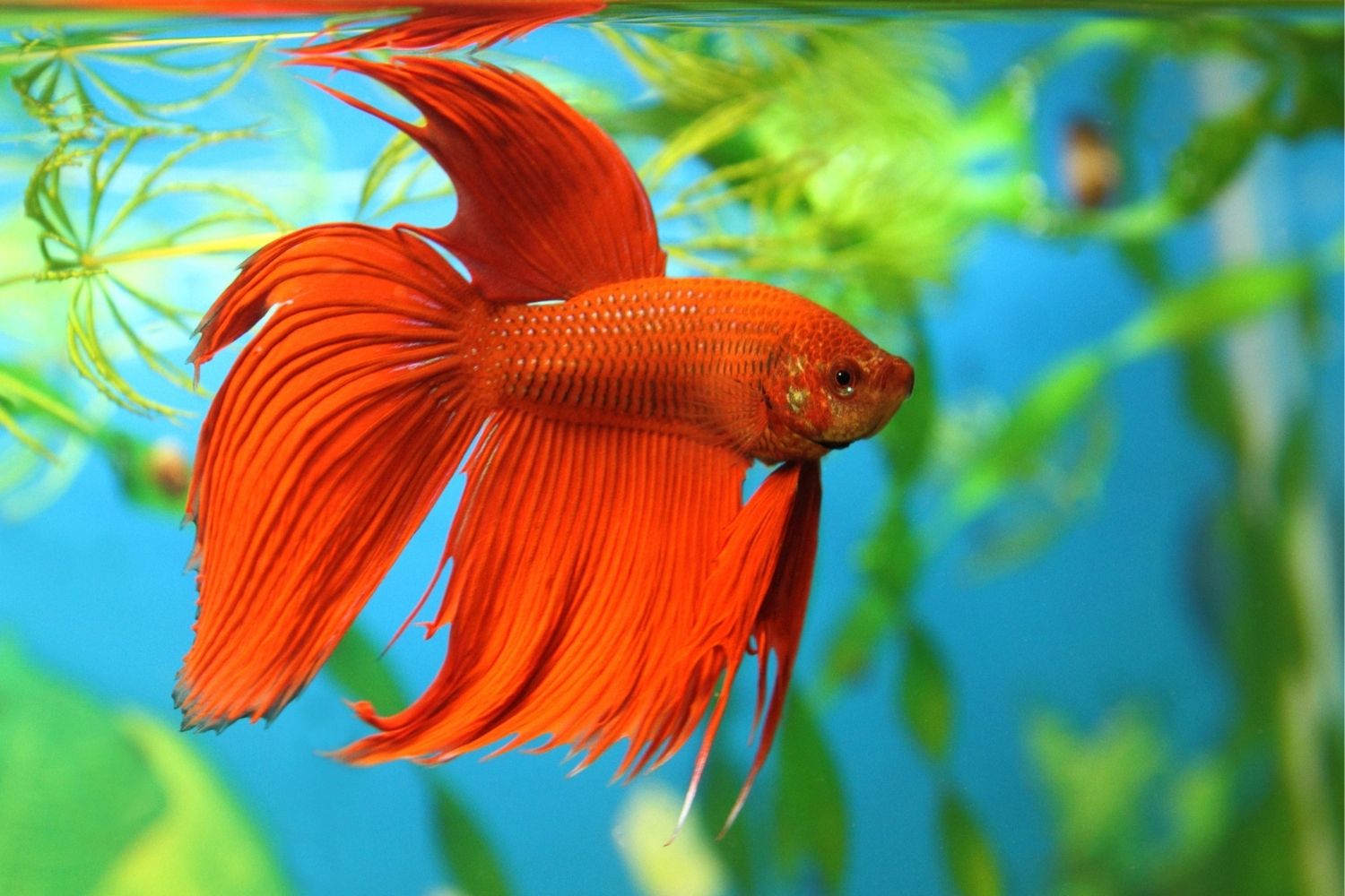 best fish for 1 gallon tank Bettas fish