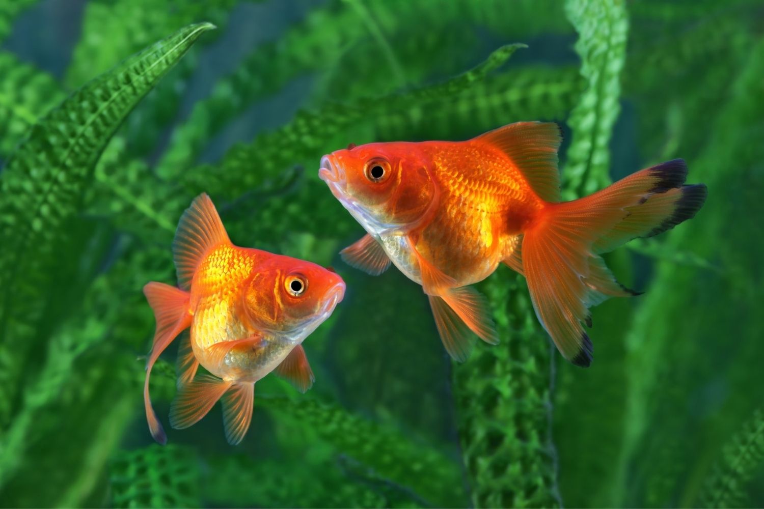best fish for 1 gallon tank Goldfish