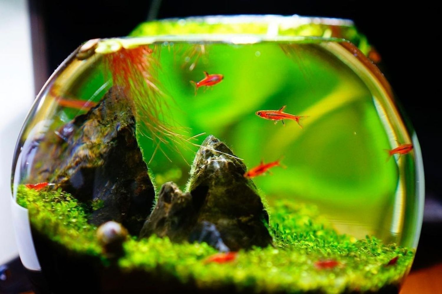 best fish for 1 gallon tank Mollies Fish