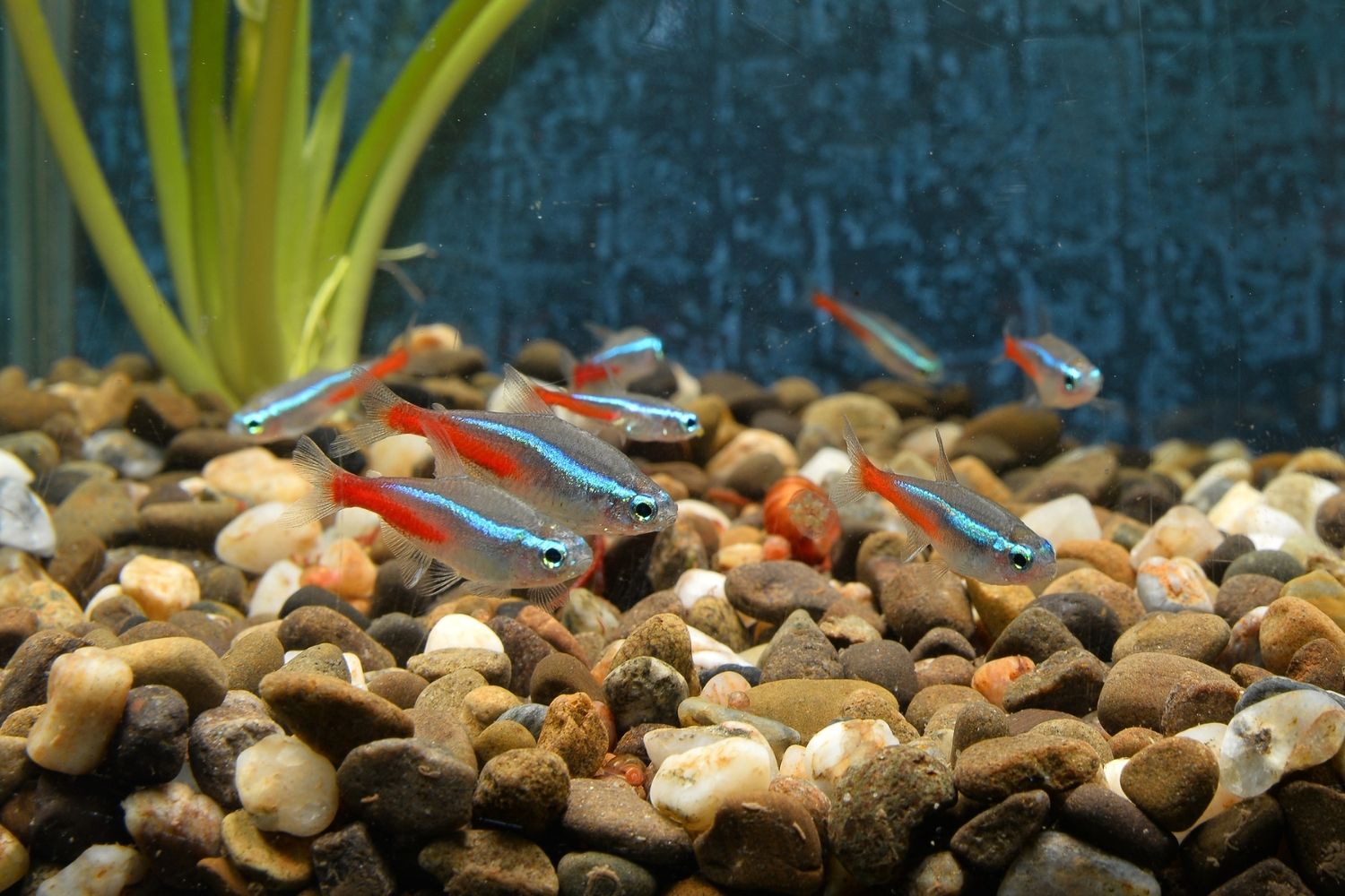 best fish for 5 gallon tank Tetra fish